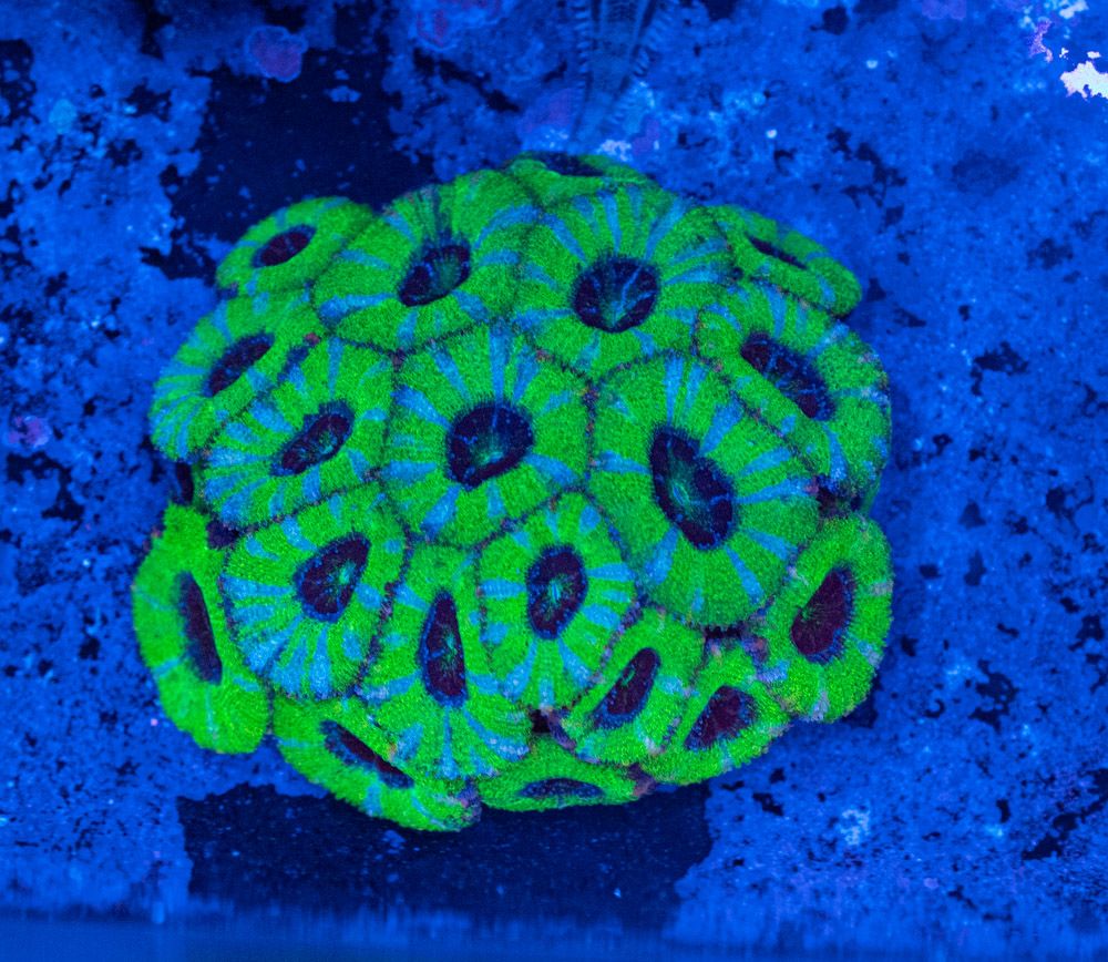Acanthastrea Verde XL, Luz Azul.JPG
